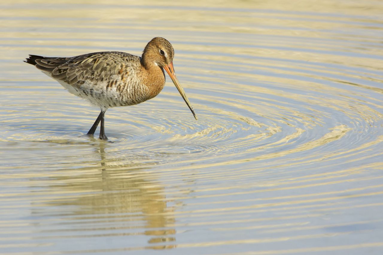 Pittima reale (Limosa limosa)